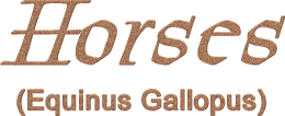 HORSES - Equinus Gallopus